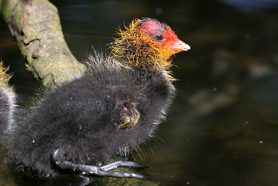 Coot chick  2005  F. S. Simpson