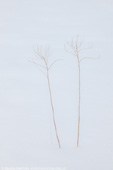 Stems in the snow