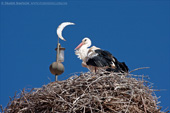 White Storks nesting on minaret