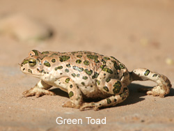 Green Toad © 2007 Fraser Simpson