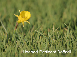 Hoop-Petticoat Daffodil © 2007 Fraser Simpson