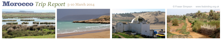 New trip report from Morocco, 5-10 March 2014