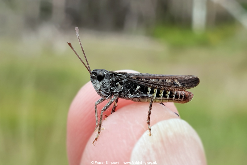 Mottled Grasshopper (Myrmeleotettix maculatus) © Fraser Simpson