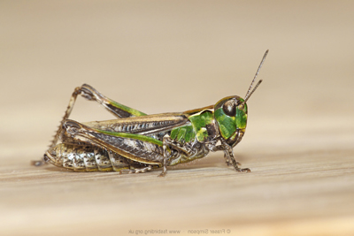 Mottled Grasshopper (Myrmeleotettix maculatus), Irvine-Kilwinning, Ayrshire � Fraser Simpson