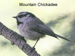 Mountain Chickadee © 2006  F. S. Simpson
