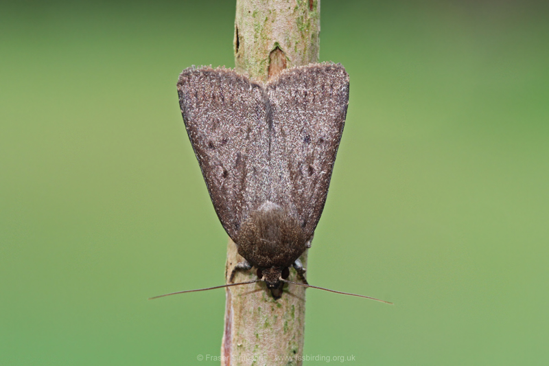 Mouse Moth (Amphipyra tragopoginis) © Fraser Simpson