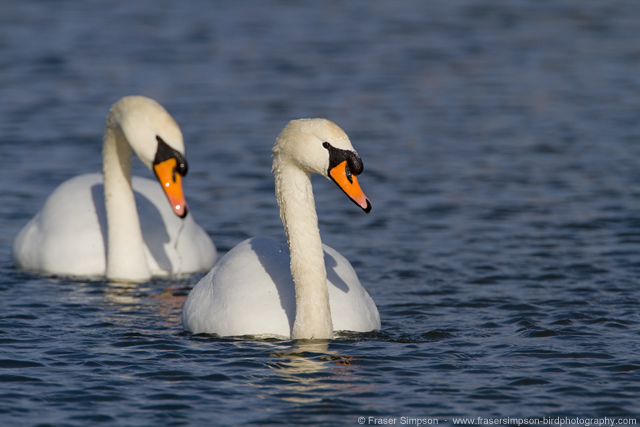 Mute Swan pair, London Wetland Centre � Fraser Simpson