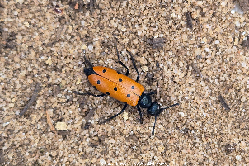 blister beetle sp. (Mylabris hieracii), NMAC, Vejer, Andalucia, Spain � Fraser Simpson