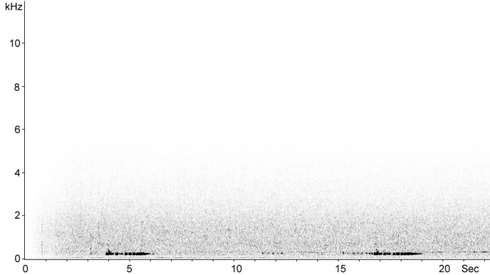 Sonogram of New Caledonian Imperial-Pigeon song