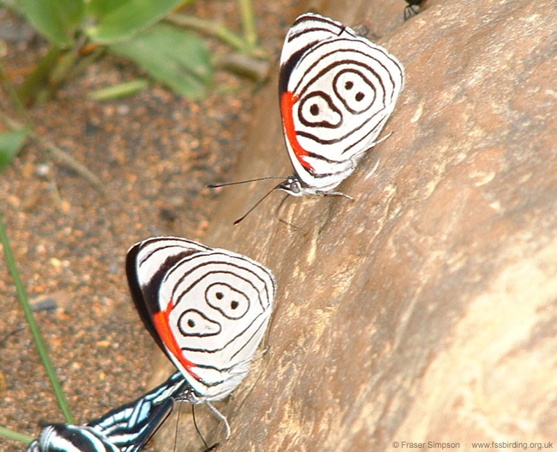 Neglected Eighty-eight (Diaethria neglecta), Tarapoto, Peru, Oct 2002 � Fraser Simpson