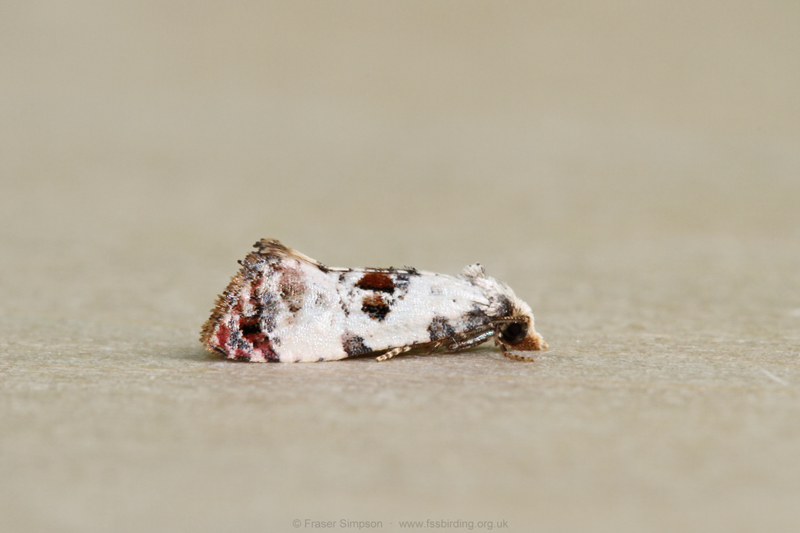 White-bodied Conch (Neocochylis hybridella) © Fraser Simpson