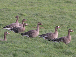 Siberian White-fronted Geese (Anser albifrons albifrons)