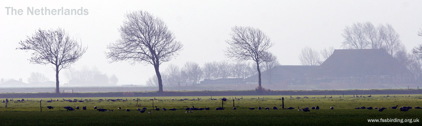 Winter Goose Fields in the Netherlands ©2005 Fraser Simpson