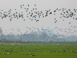 Goose Flocks