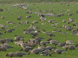 Pink-footed Geese (Anser brachyrhynchus)