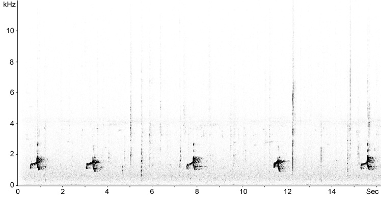Sonogram of New Caledonian Friarbird calls/song