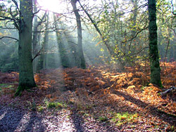 Northaw Great Wood ©2005 Alistair Simpson