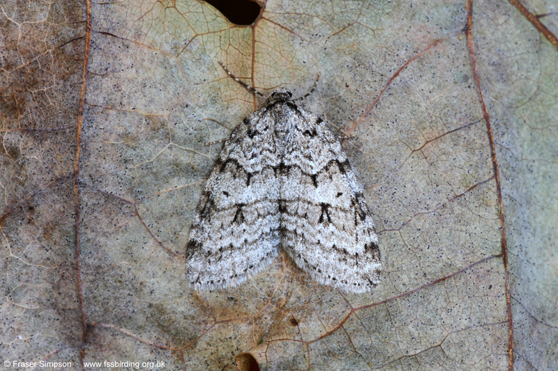 November Moth agg (Epirrita sp.) © Fraser Simpson