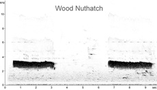 Wood Nuthatch sonogram � Fraser Simpson www.fssbirding.org.uk