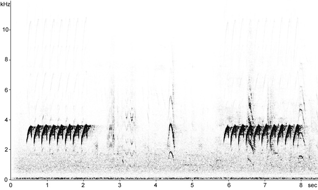 Sonogram of Nuthatch song