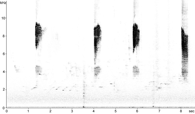 Sonogram of Nuthatch call
