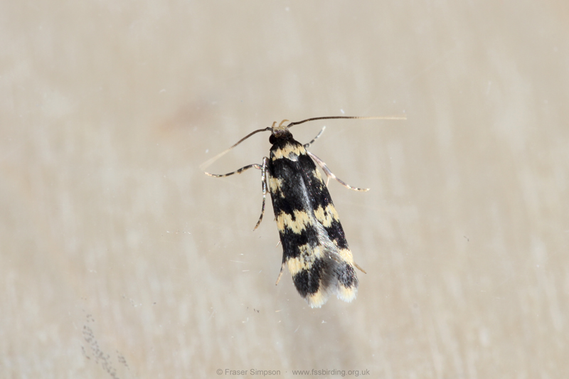 Obscure sp. (Oegoconia sp.) © Fraser Simpson