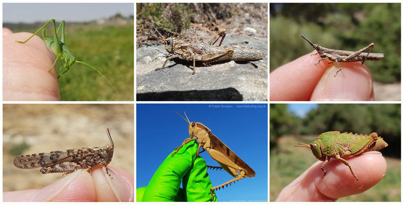 Grasshoppers & Bush-crickets from Andaluc�a, April 2023 � Fraser Simpson
