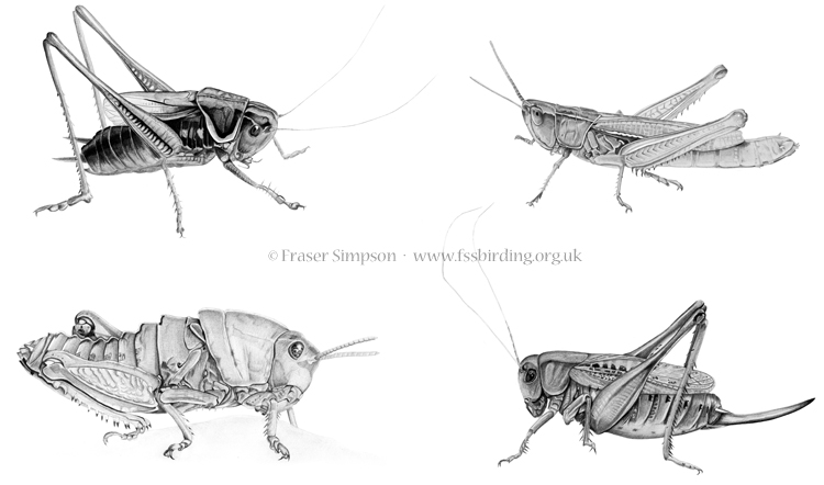Orthoptera illustrations © Fraser Simpson