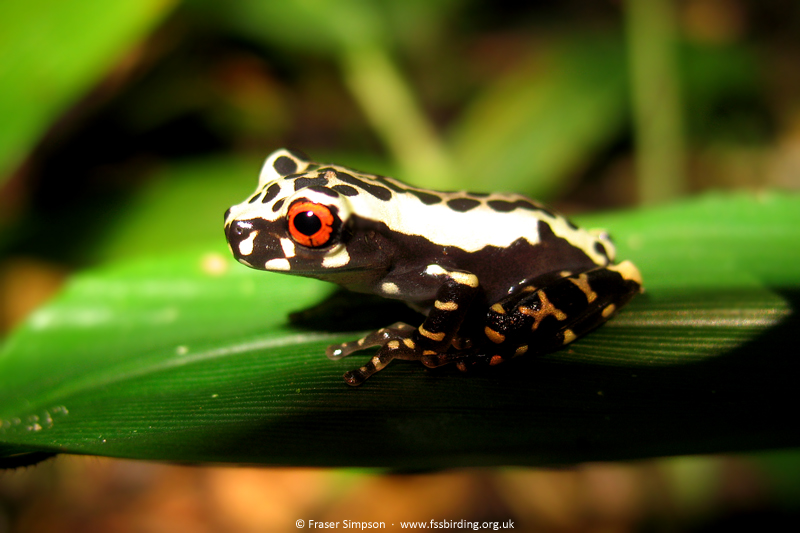 Henle's Slender-legged Tree Frog (Osteocephalus mimeticus), Alto Mayo Protection Forest, Peru, Sepl 2007 � Fraser Simpson