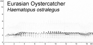 Eurasian Oystercatcher spectrogram � Fraser Simpson