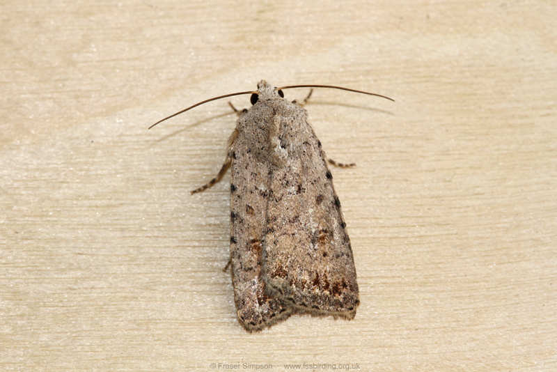 Pale Mottled Willow (Caradrina clavipalpis) © Fraser Simpson