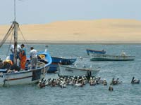 Peruvian Pelicans & Fishing Boats