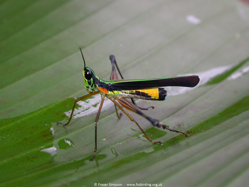Monkeyhopper (Paramastax nigra), Tarapoto, Peru, Sep 2005 � Fraser Simpson