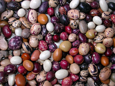 Frejol Pinto Beans