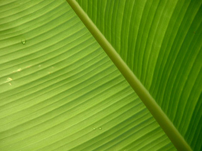 Heliconia Leaf