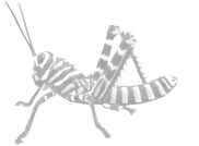 Orthoptera - Stridulations, sonograms & photographs of Grasshopper, Crickets and Bush-crickets