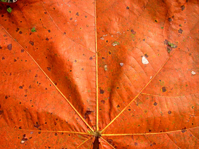 Dry Season Leaf
