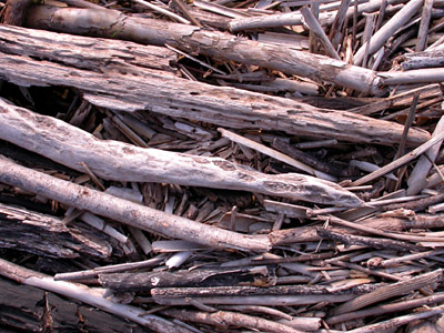 Rio Pauya Driftwood