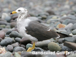 Gray Gull © 2007 Fraser Simpson