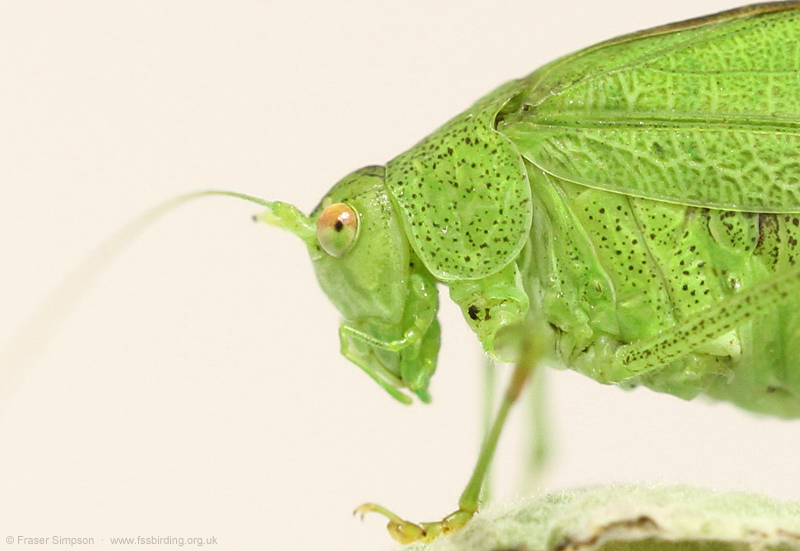 Southern Sickle-bearing Bush-cricket (Phaneroptera nana) - female still surviving in captivity 20.12.23  © Fraser Simpson