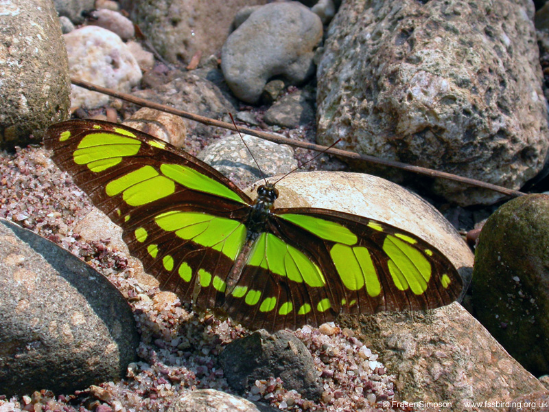 Scarce Bamboo Page (Philaethria dido), Tarapoto, Peru, Aug 2005 � Fraser Simpson