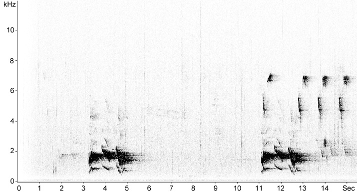 Sonogram of Pied Currawong song