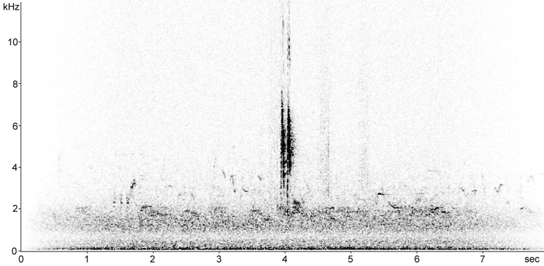 Sonogram of Pied Wagtail call in flight