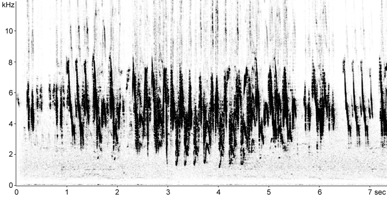 Sonogram of Pied Wagtail song