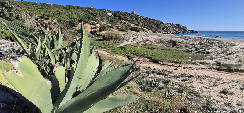 Playa de Cabo de Plata, Atlanterra, April 2026, Spain � Fraser Simpson
