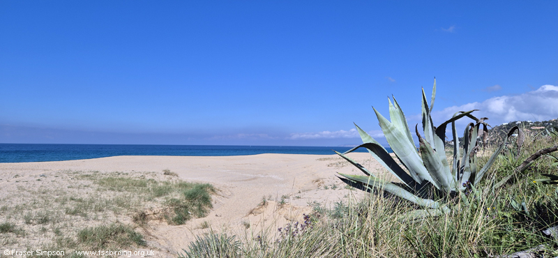 Playa de Cabo de Plata, Atlanterra, April 2026, Spain � Fraser Simpson