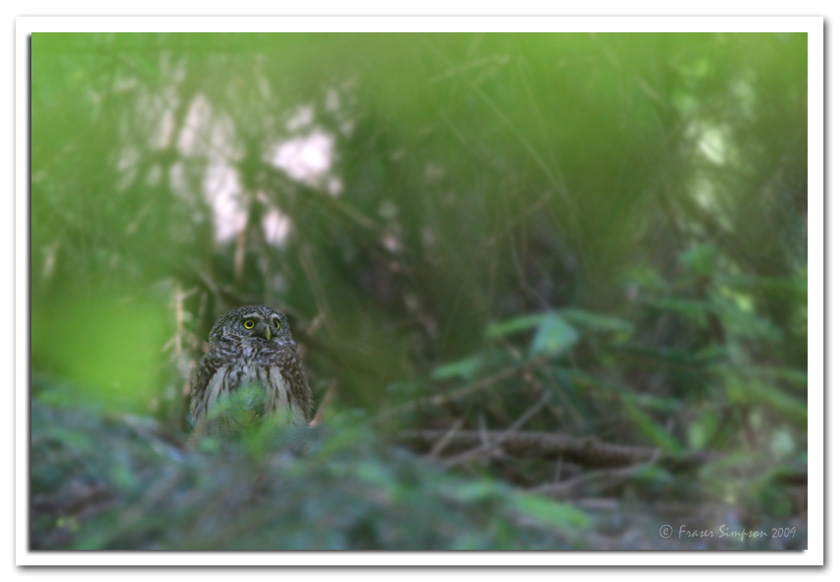 Eurasian Pygmy Owl, Glaucidium passerinum  © 2009 Fraser Simpson