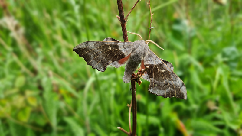 Poplar Hawk-moth (Laothoe populi) © Fraser Simpson 2021