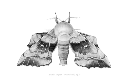 Poplar Hawk-moth drawing © Fraser Simpson