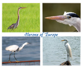 Herons of Europe 01